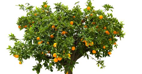 The maguc orange tree